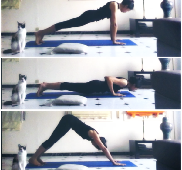postures de yoga planche chien tête en bas adho mukha svanasana chat
